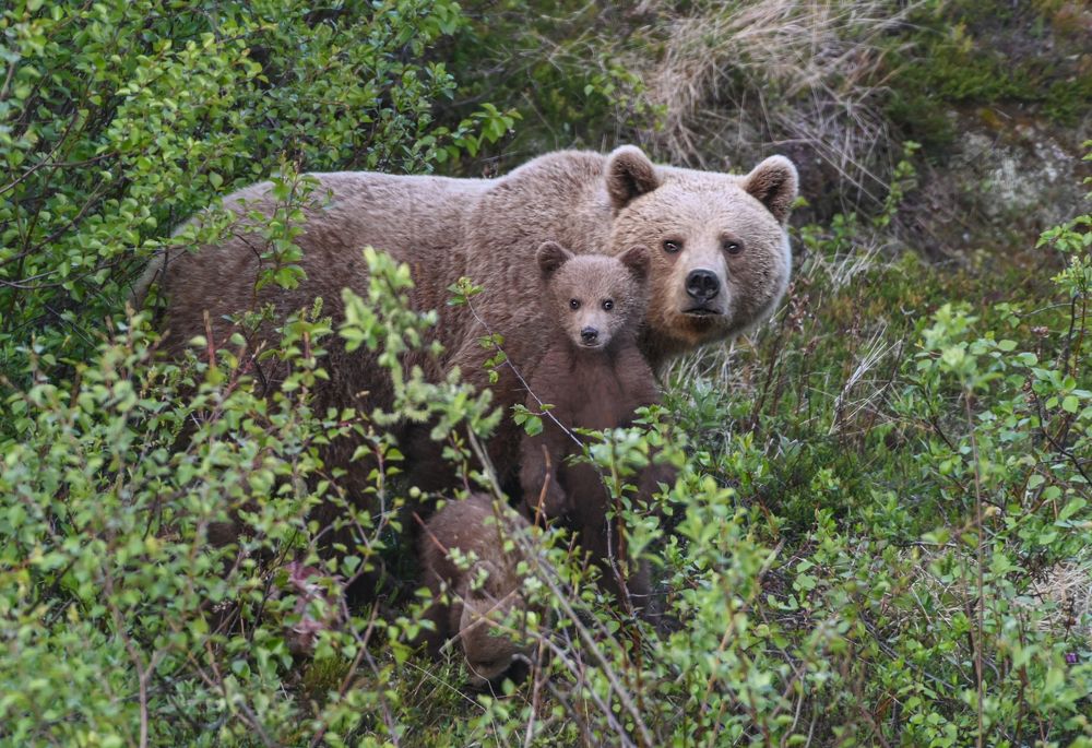 Photograph by Савчук Сергей