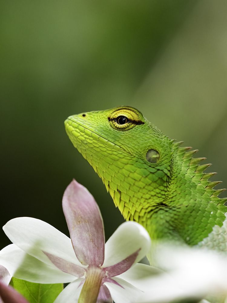 Common garden lizard