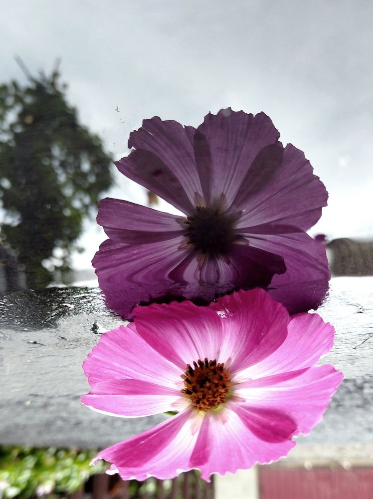 Photograph by Людмила Прибылова