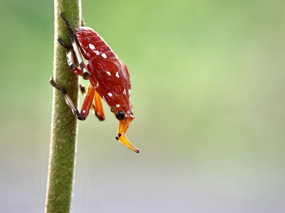 Фотография автора BIPLAB MISRA