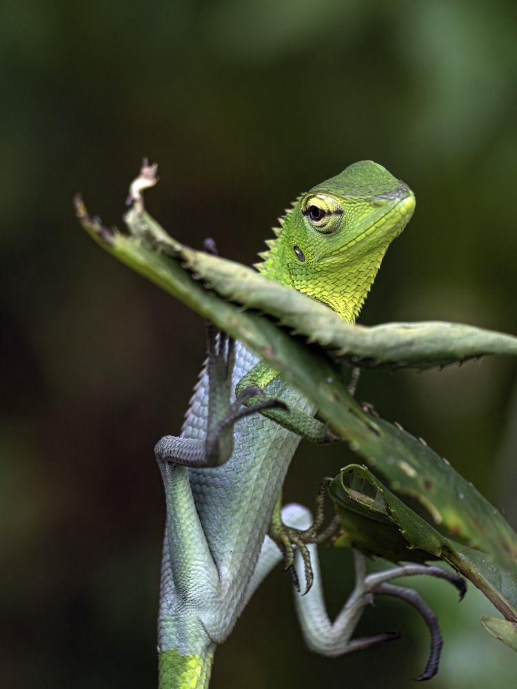 Photograph by Henk Goossens