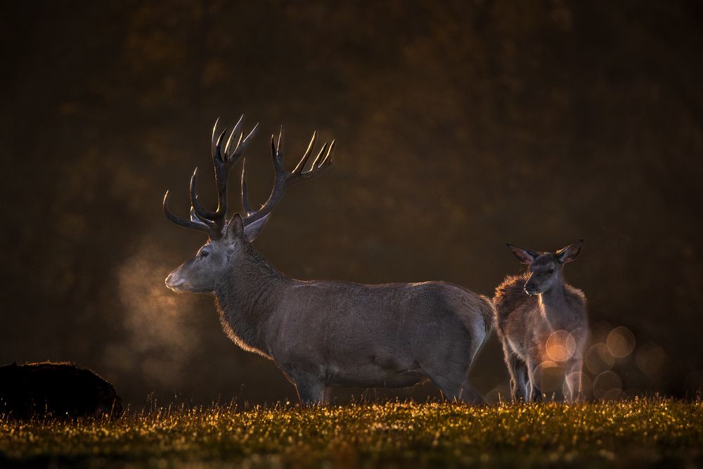 Photograph by Joško Šimic