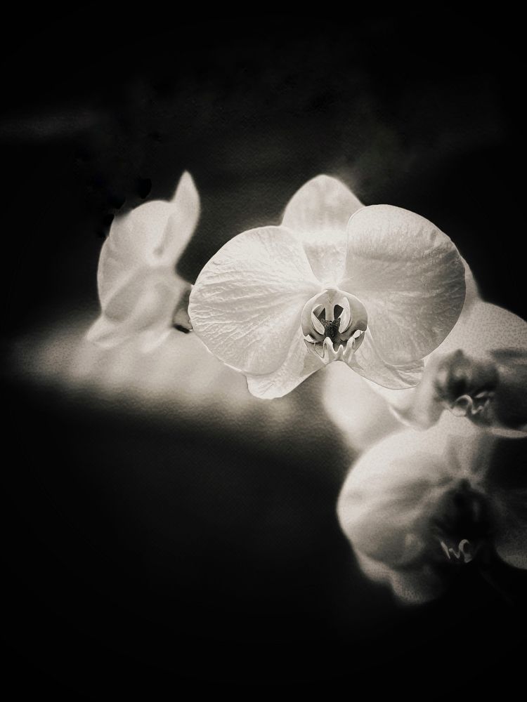 Photograph by Алена Жирова