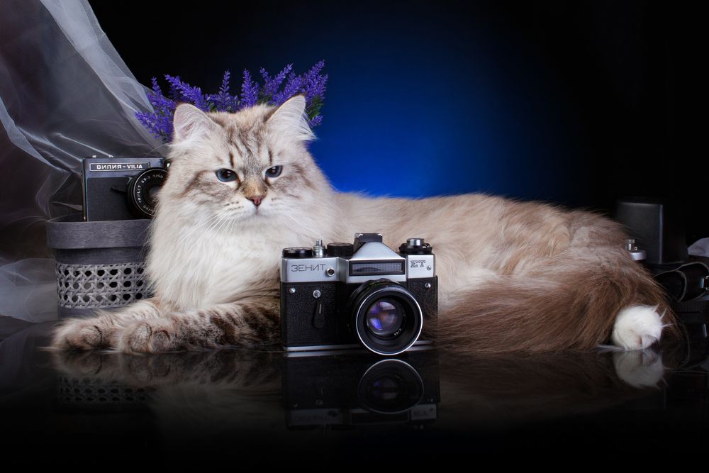 Ruletik Vizantiysky Podarok, cattery cat "Family Kirsten"