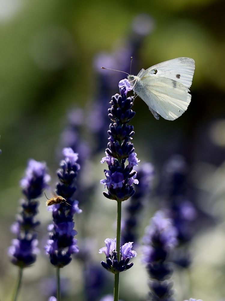 Photograph by Евгения Казакова