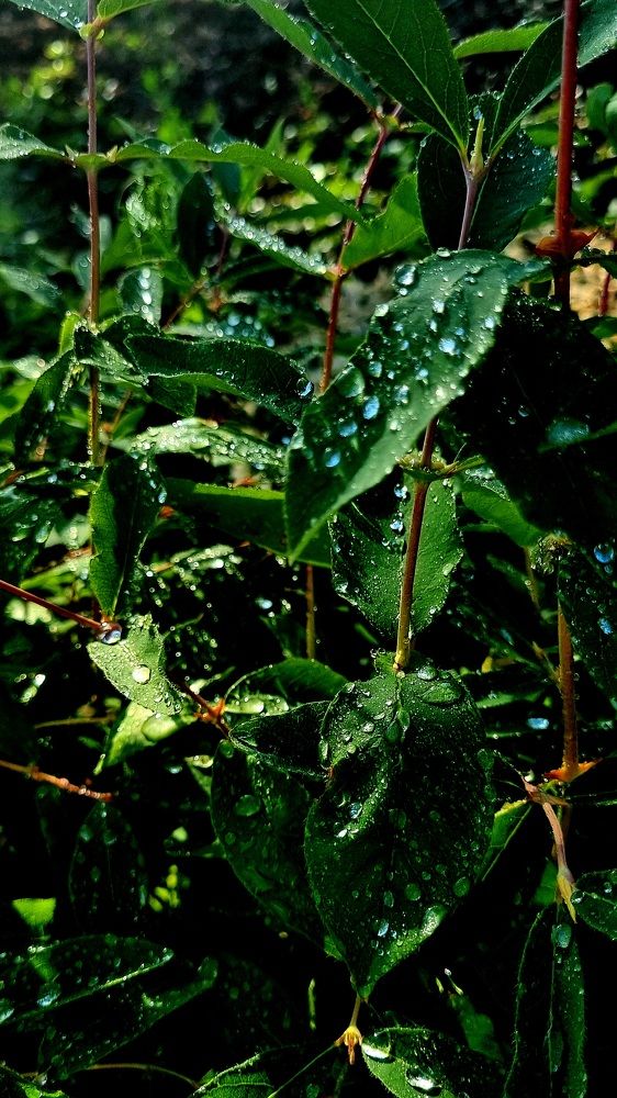 Слезы счастья