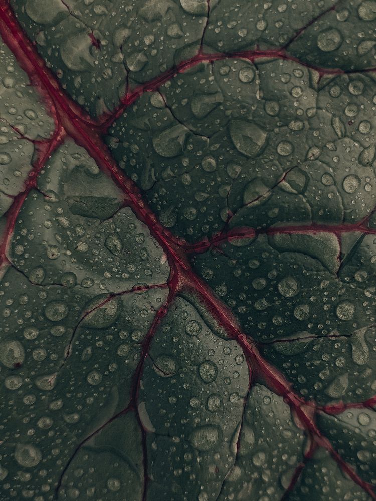 Photograph by Зульфия Вакилова