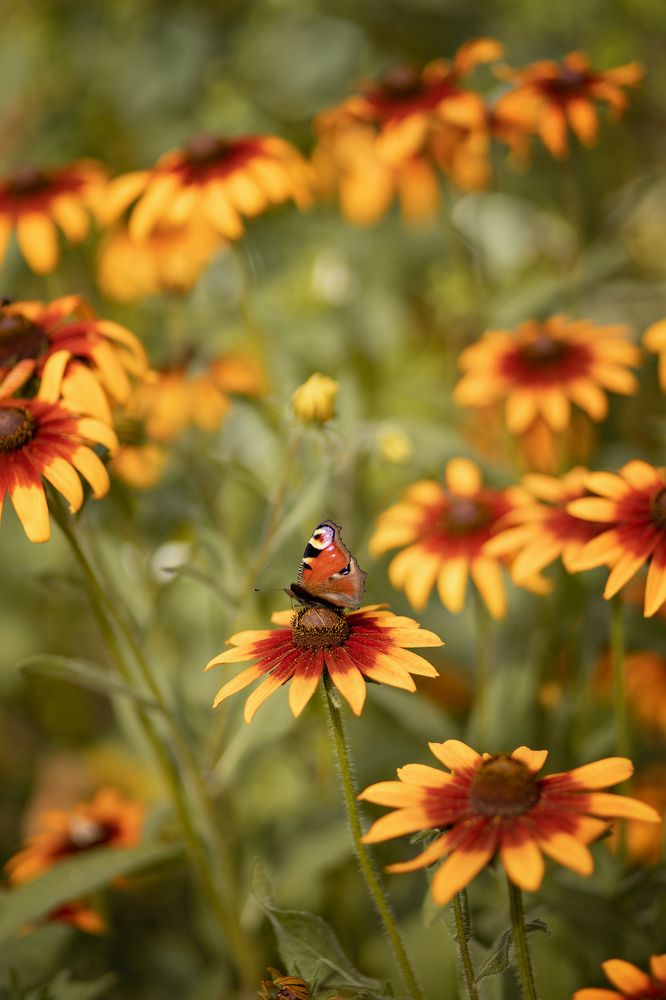 Photograph by Елена Косинова