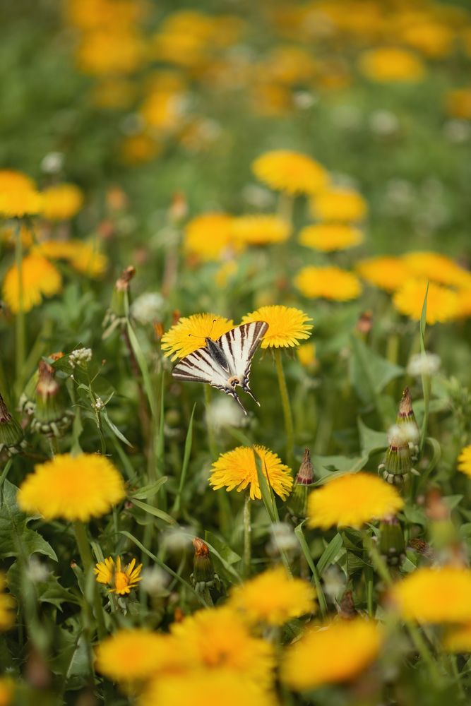 Photograph by Елена Косинова