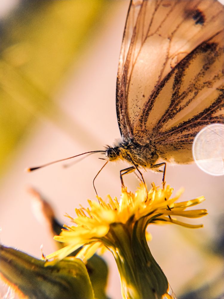 Photograph by Елена