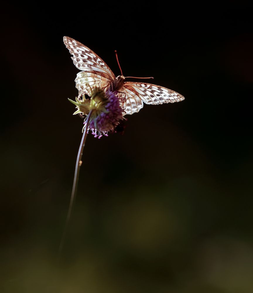 Photograph by Олег Пученков