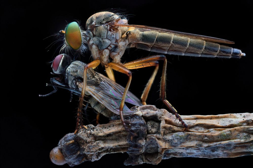 Photograph by Chen-You Li