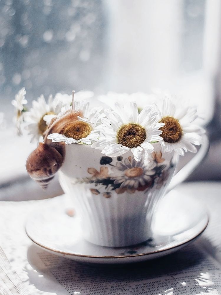 Photograph by Rogozina Olga