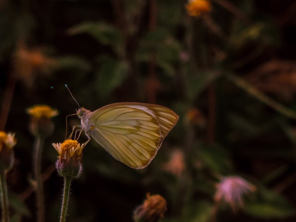 Photograph by Luiza Johnson