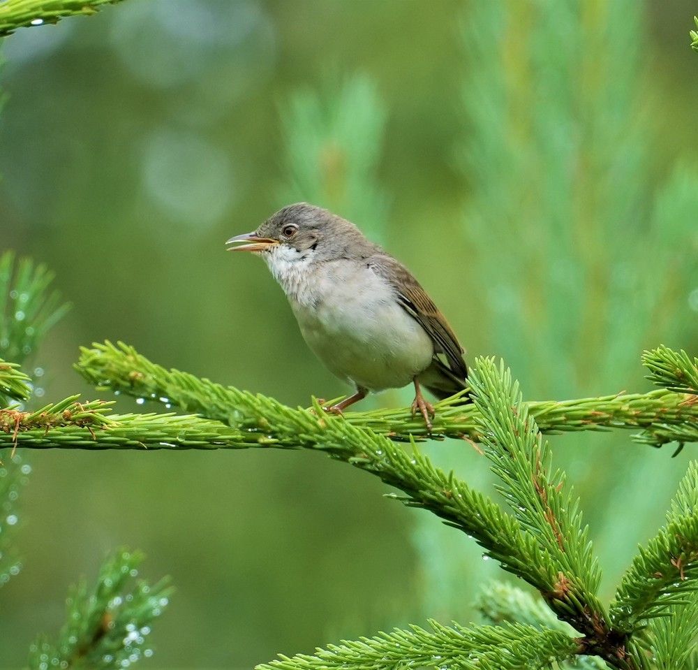 Славка симпатяга