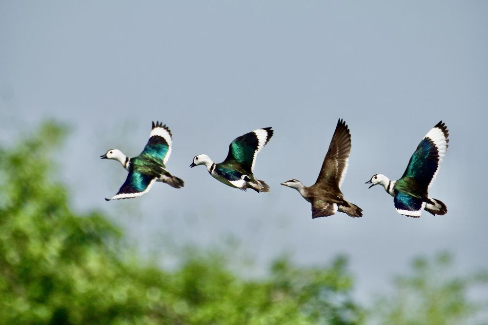 Фотография автора BIPLAB MISRA