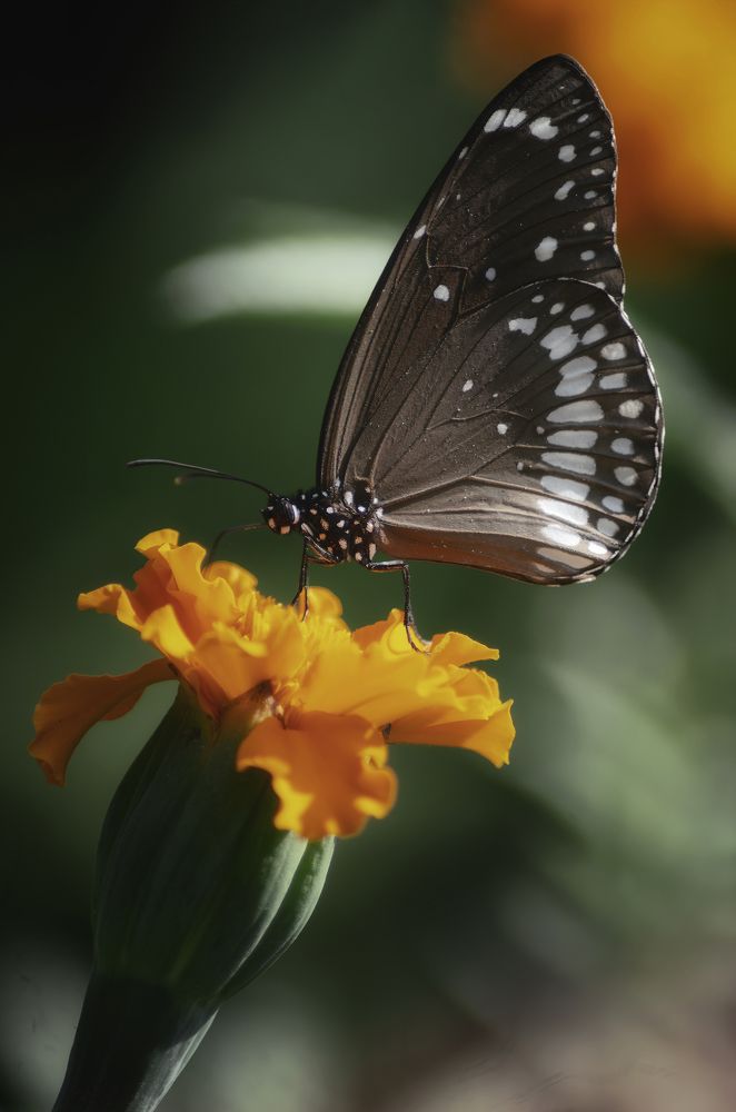 Photograph by Niranjan Baishya