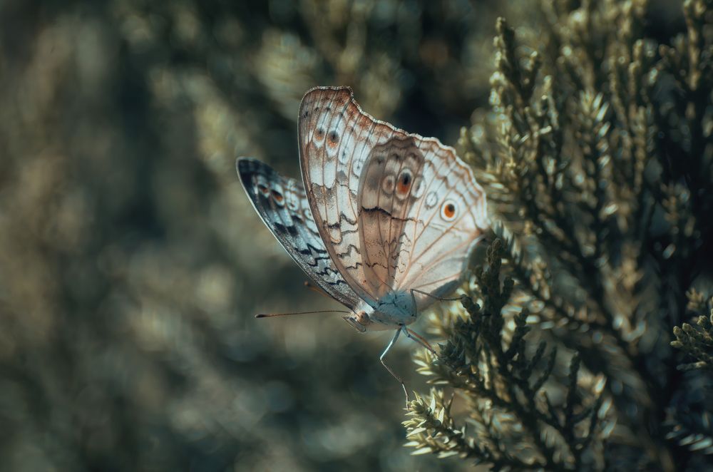 Photograph by Niranjan Baishya