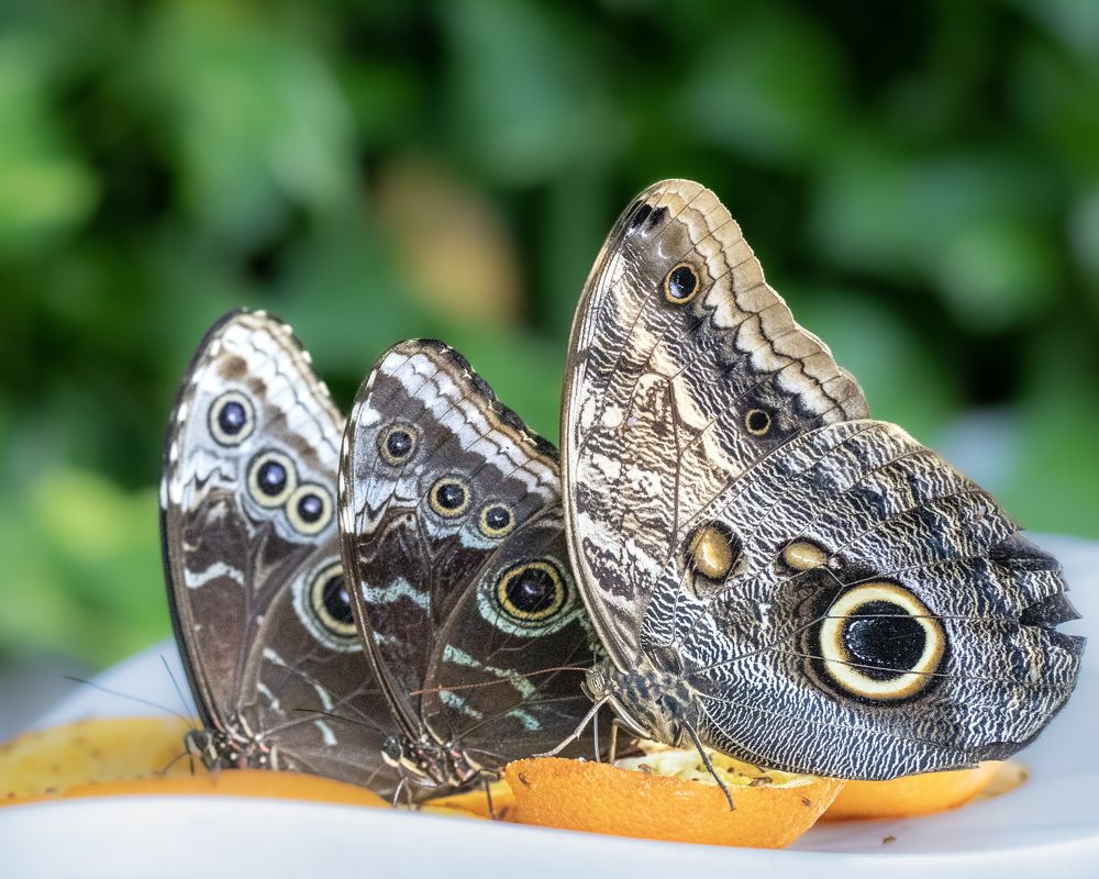 Photograph by Chandra Shekhar Prasad