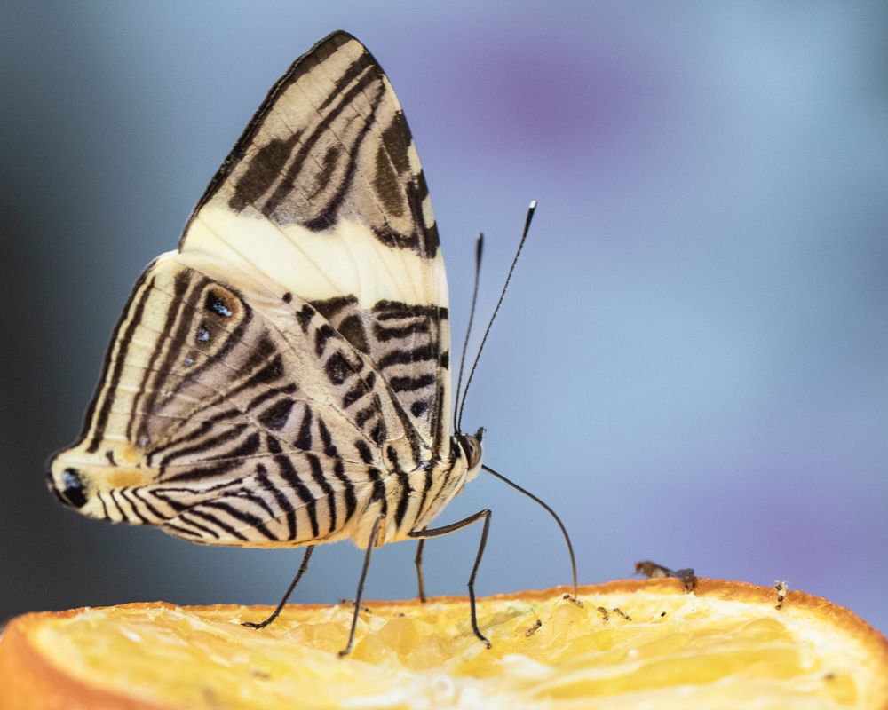 Photograph by Chandra Shekhar Prasad