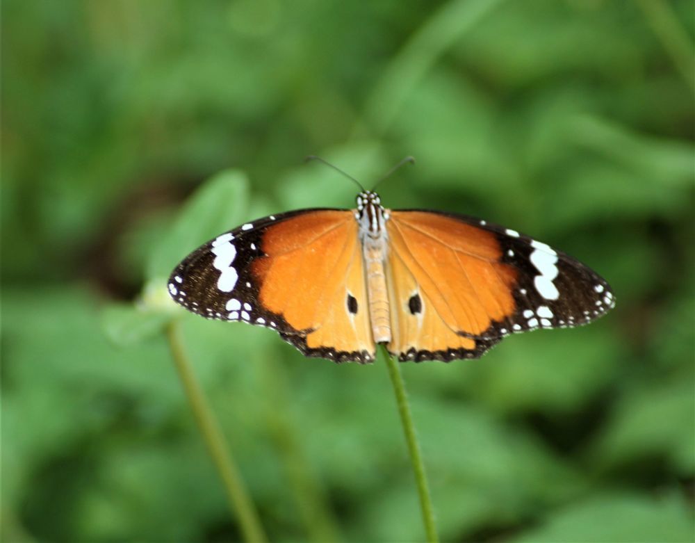 Фотография автора Nadarajan Lakshmanswamy