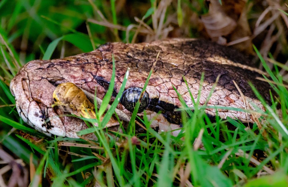 Photograph by Sarasija