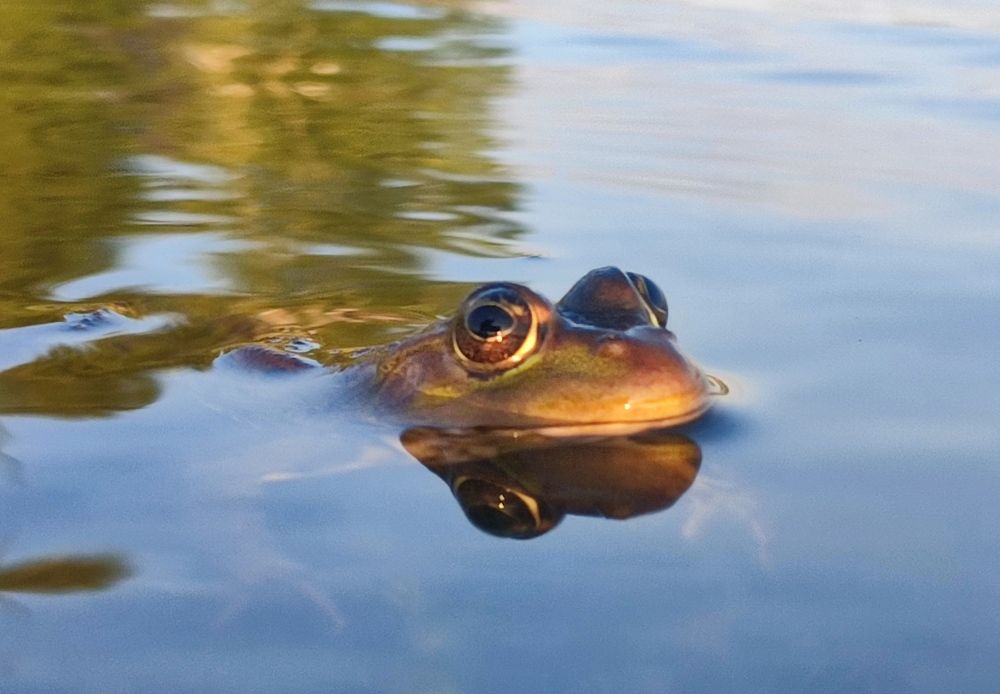Лягушка -царевна
