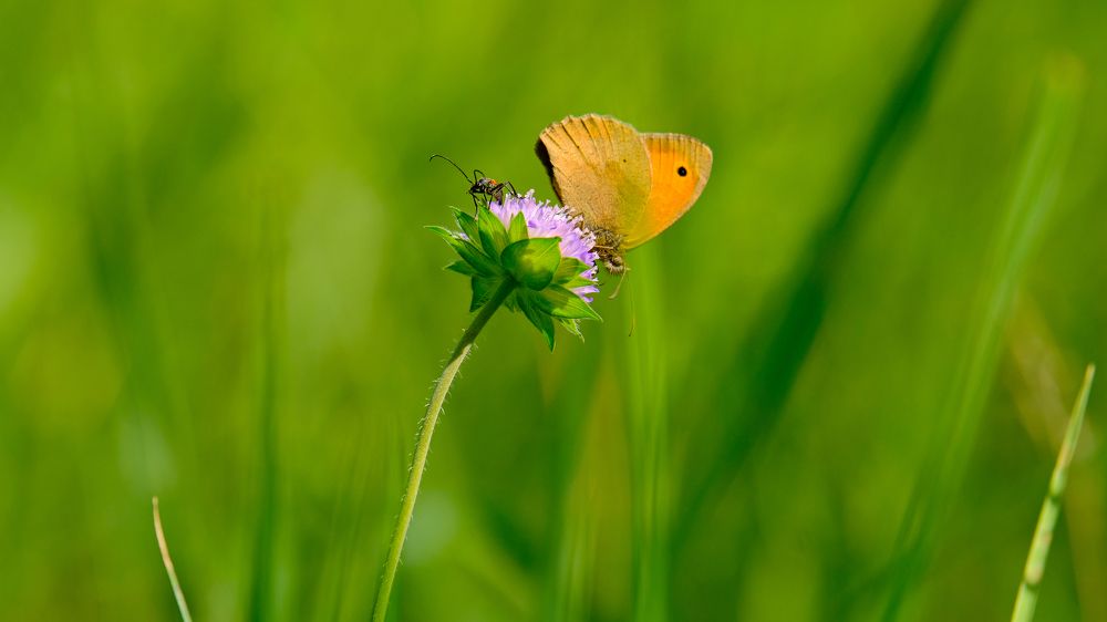 Photograph by Александр Елизаров