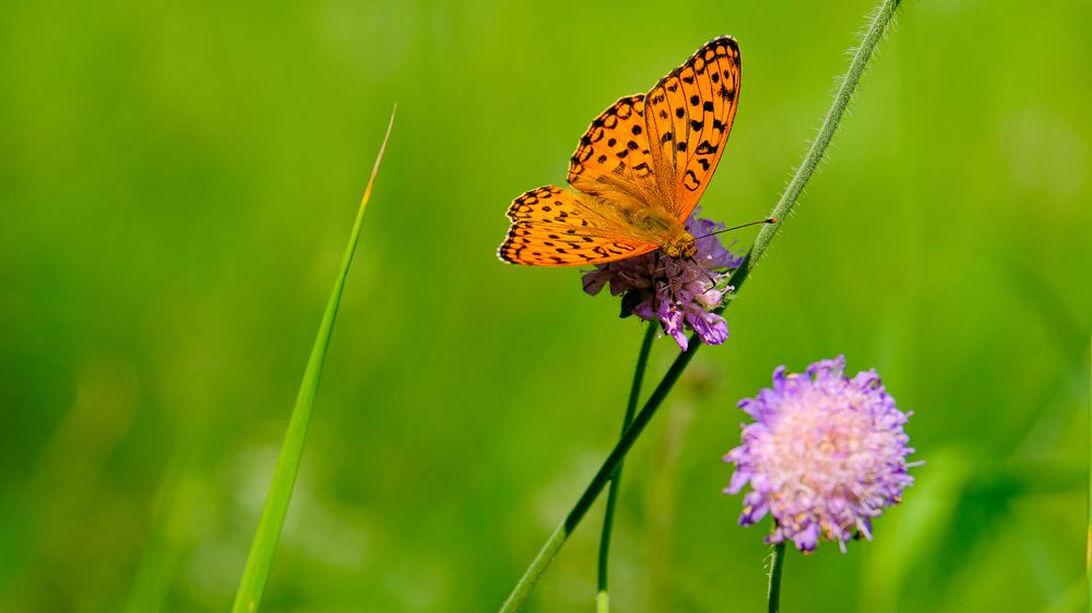 Photograph by Александр Елизаров