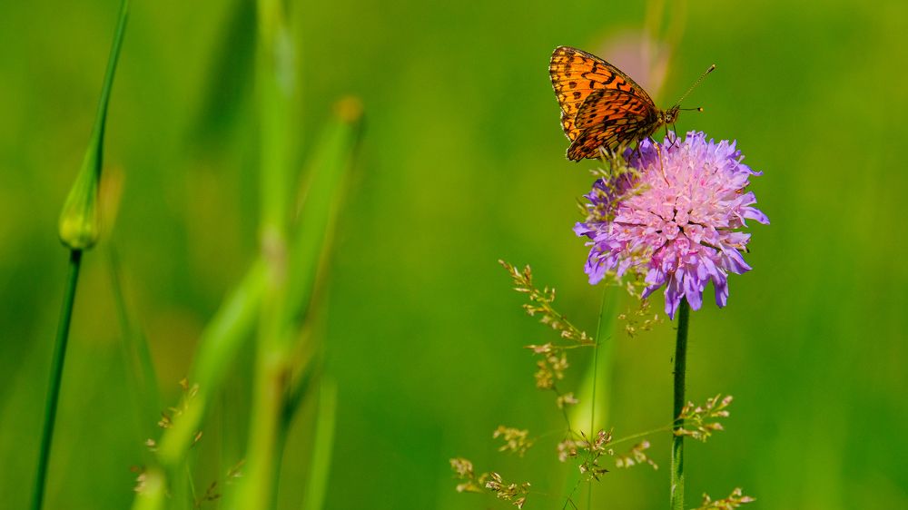 Photograph by Александр Елизаров
