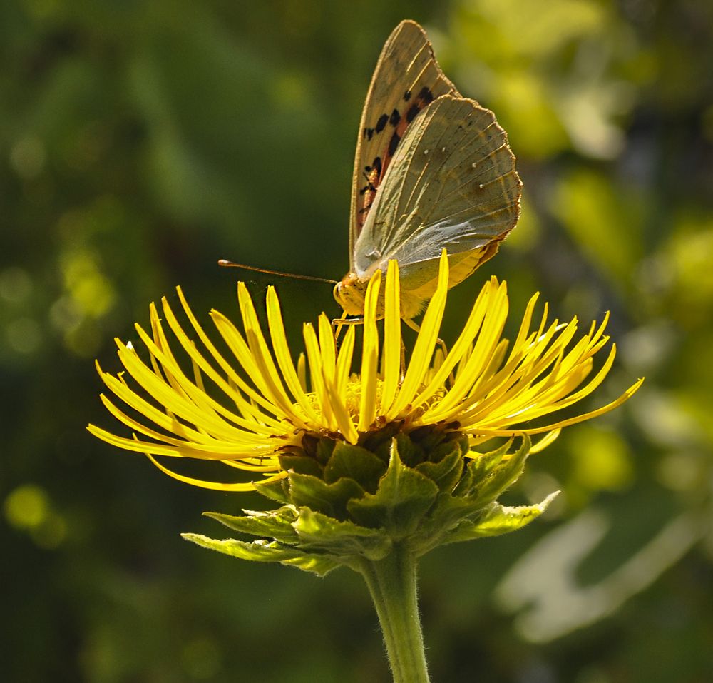 Photograph by Валерий Рябцев