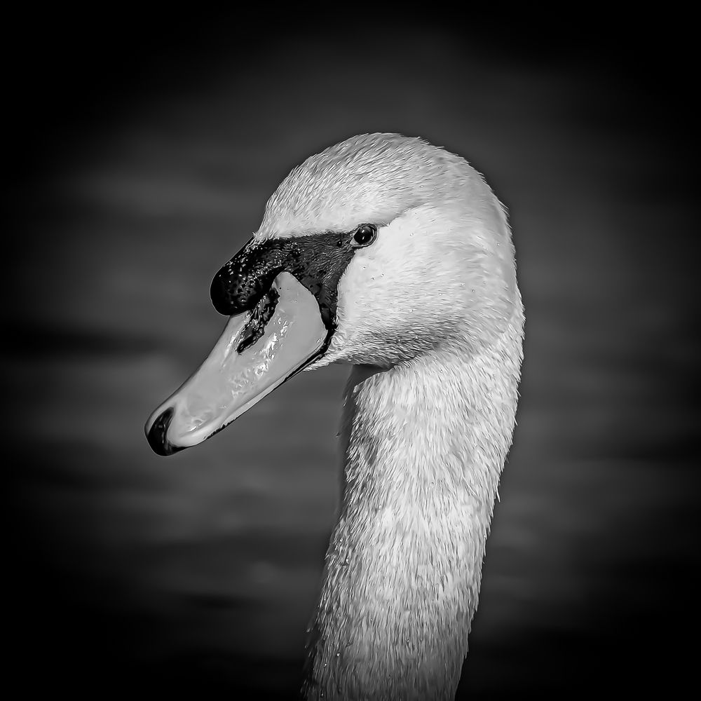 Photograph by Andrea Barlotti