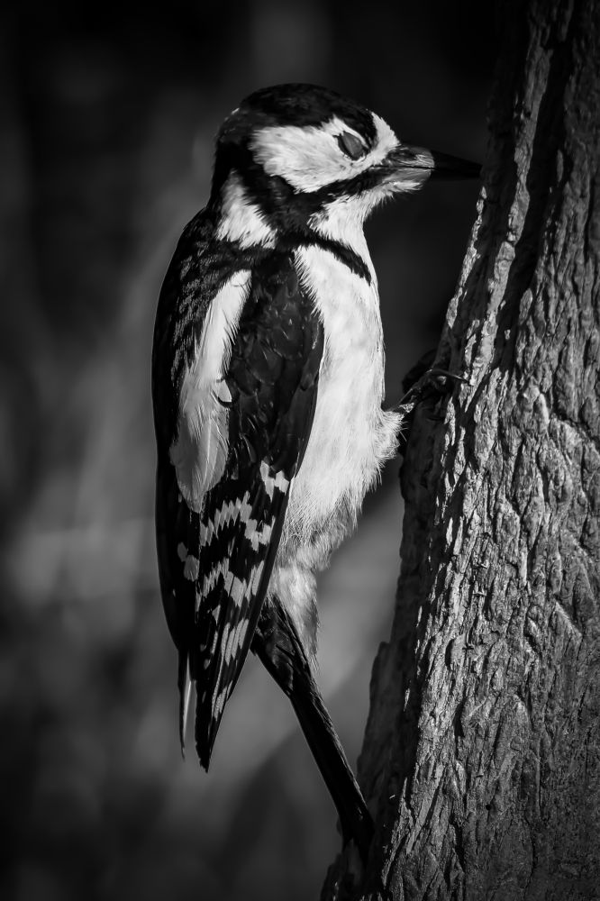 Photograph by Andrea Barlotti