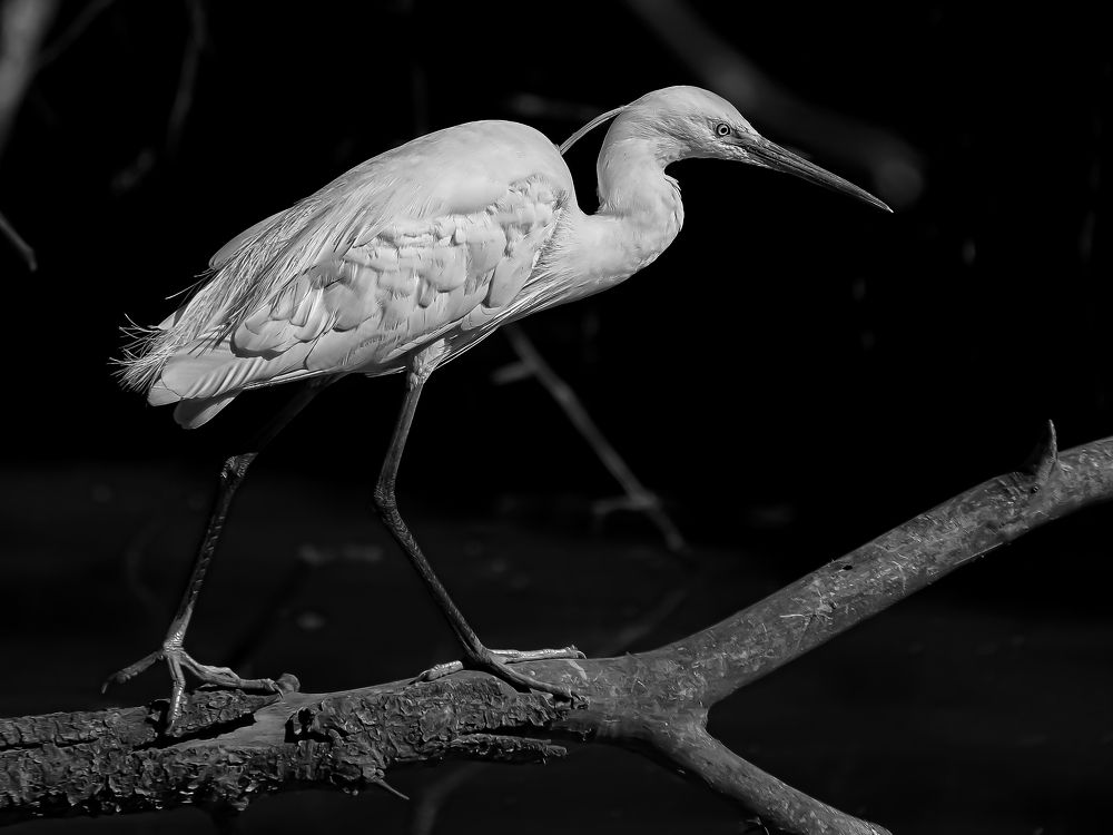 Photograph by Andrea Barlotti