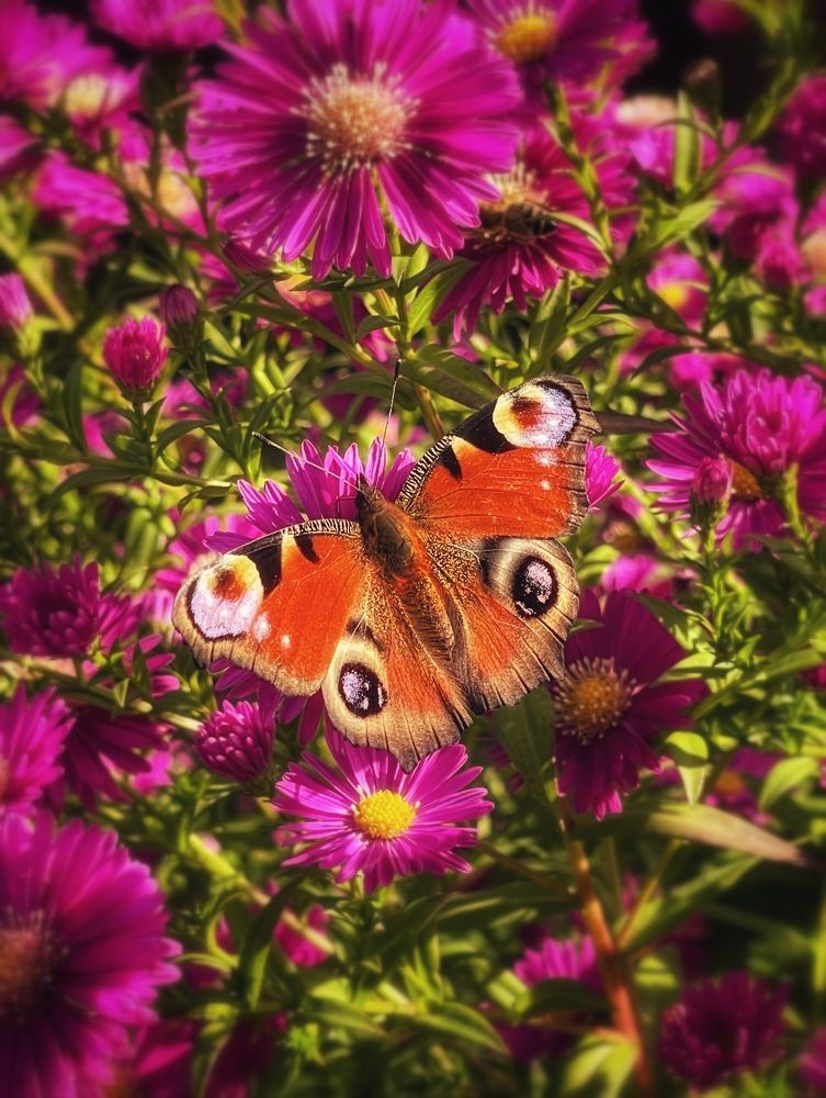 Photograph by Юлия