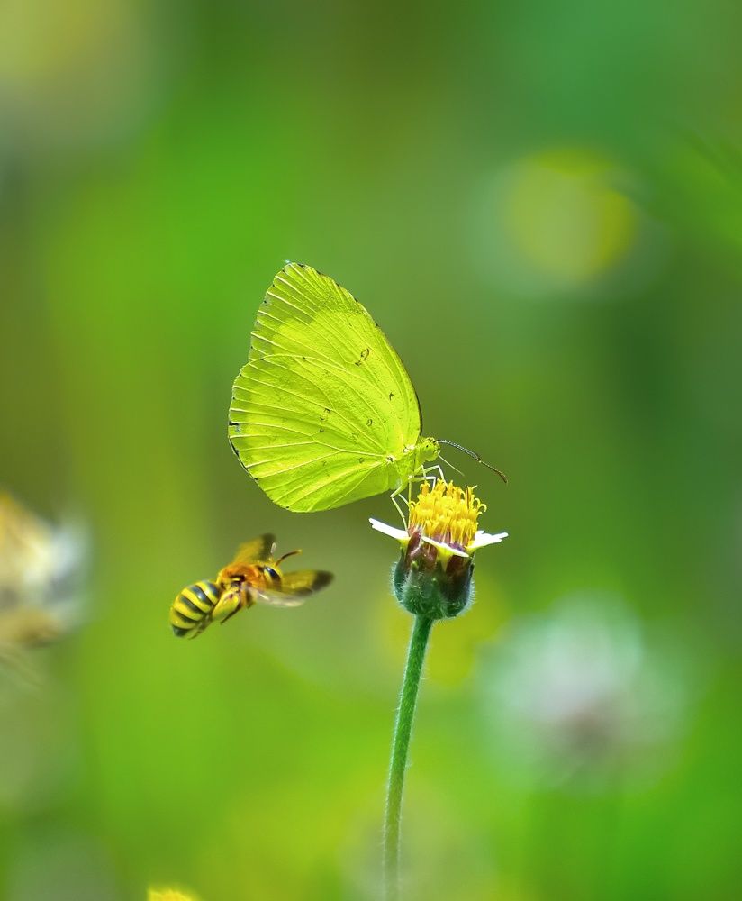 Photograph by SAIKAT PAL