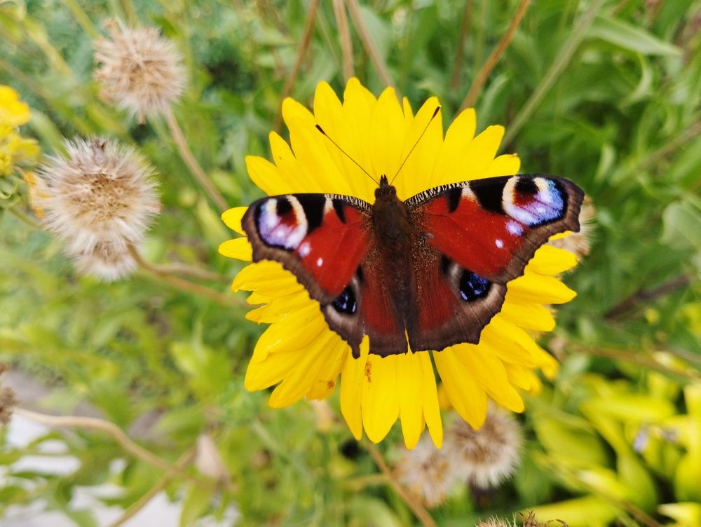 Photograph by Irina Dali