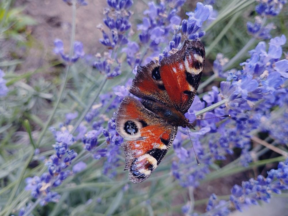 Photograph by Irina Dali