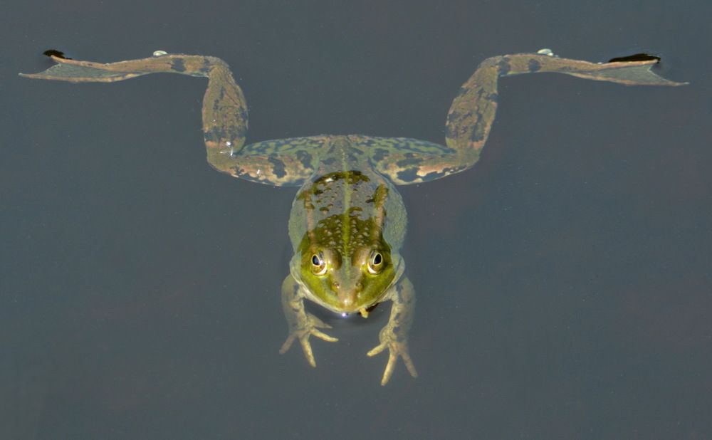 Photograph by вячеслав милов