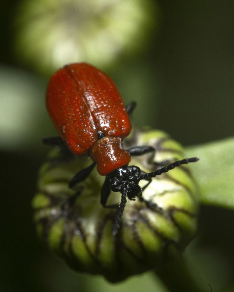 Фотография автора Марина Кулакова