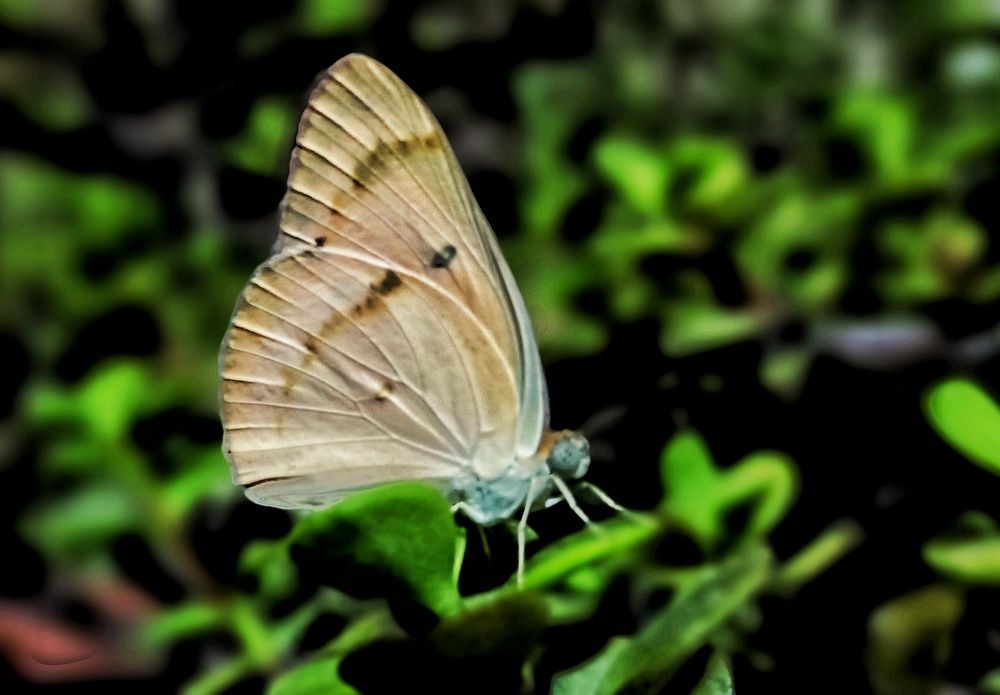 Photograph by Sodabe Arabzade