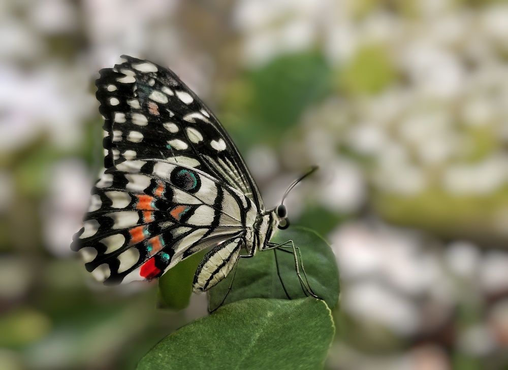 Photograph by Sodabe Arabzade