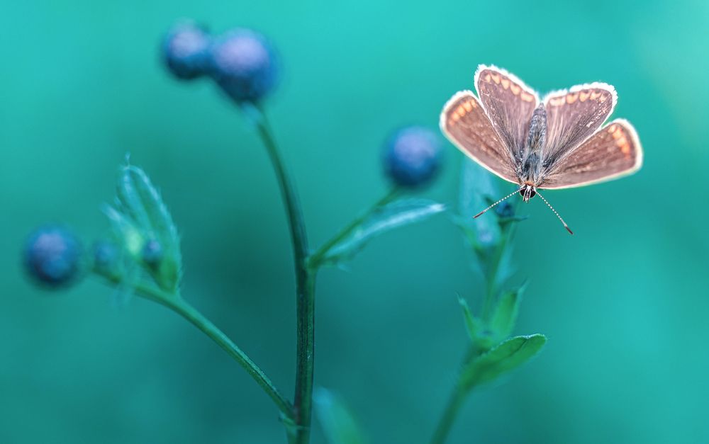 Butterfly on a bush