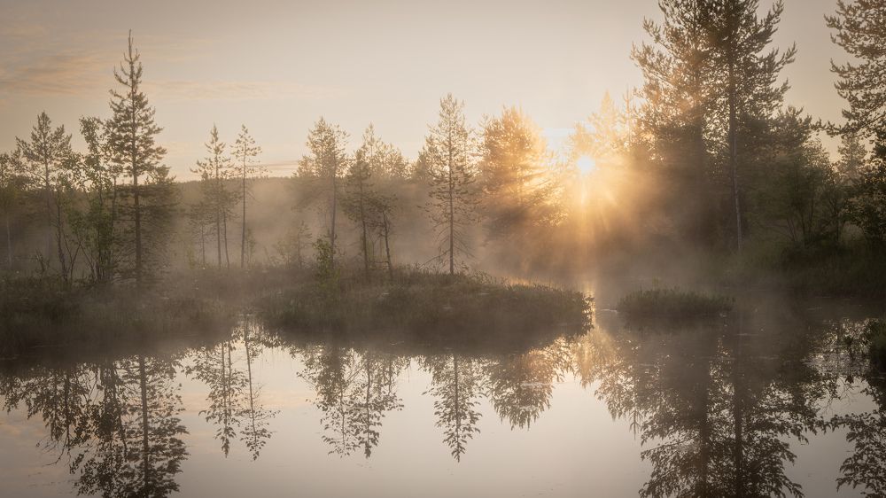 Туманное утро