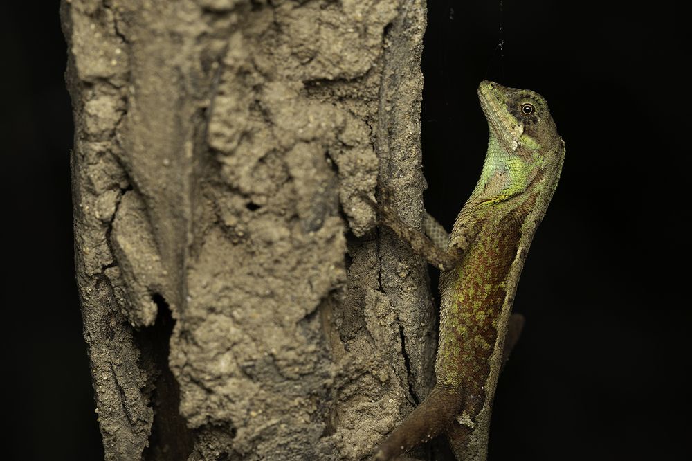 Photograph by Senadheera Danushka