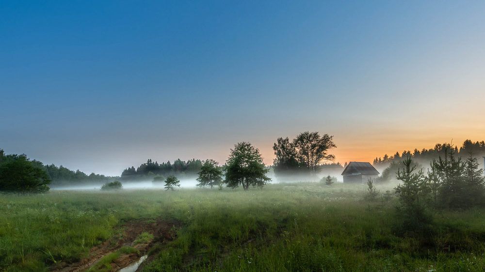 ГУСТОЙ ТУМАН НА ОПУШКЕ ЛЕСА