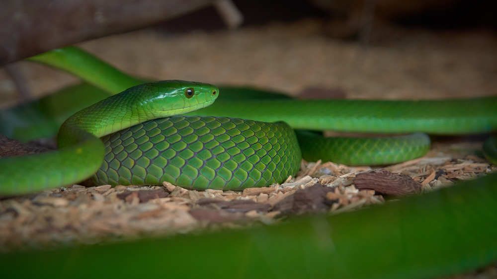 Зеленая мамба - «зеленый дьявол»