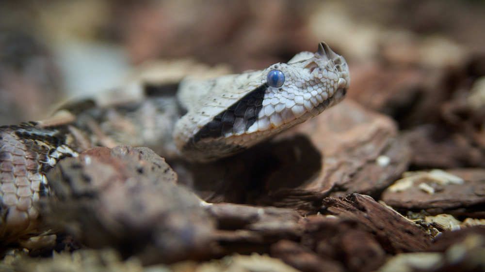 Гадюка габонская, или кассава