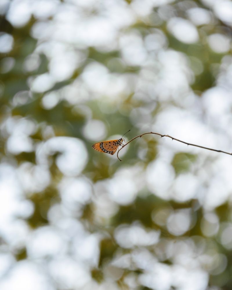 Photograph by GOVIND VISWANATH