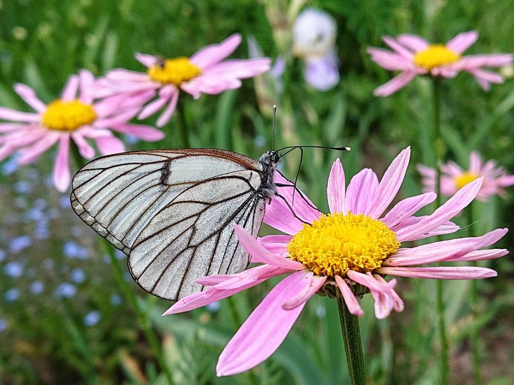 Жизнь в розовом свете...